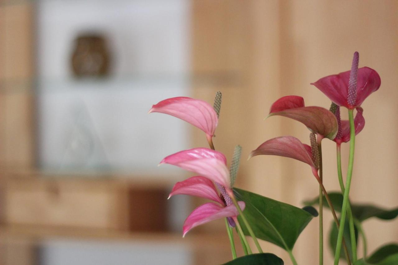 Gaestehaus Heimenberg Bad Rippoldsau-Schapbach ภายนอก รูปภาพ